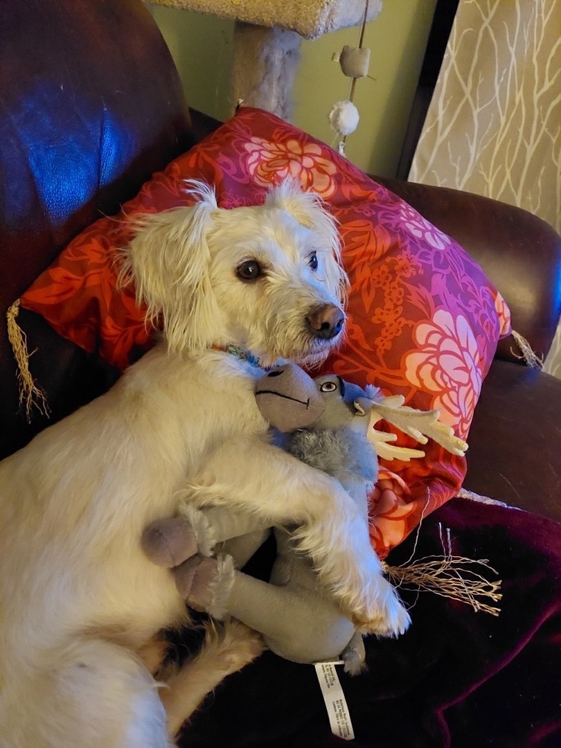 Enlarge Santos, a Adopted mixed breed in Langley, BC image 2/6