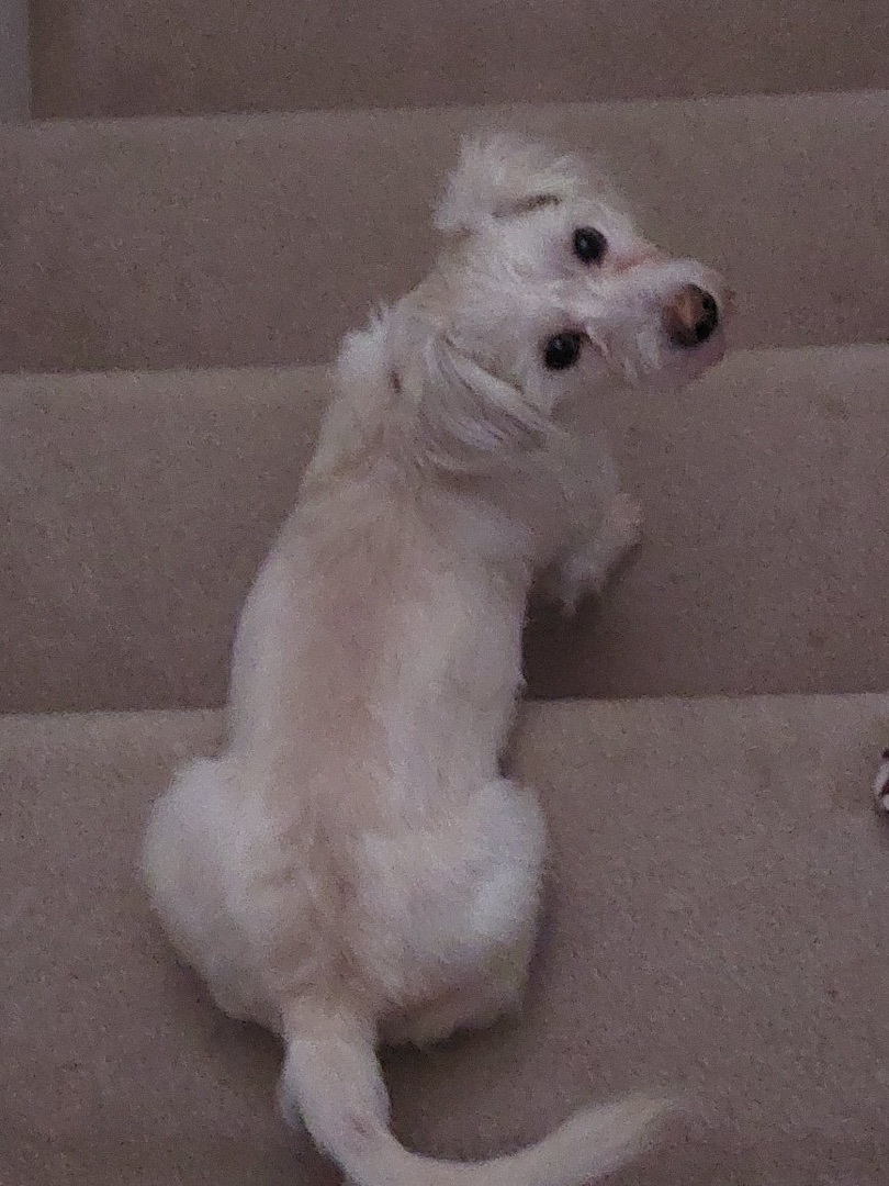 Enlarge Santos, a Adopted mixed breed in Langley, BC image 3/6