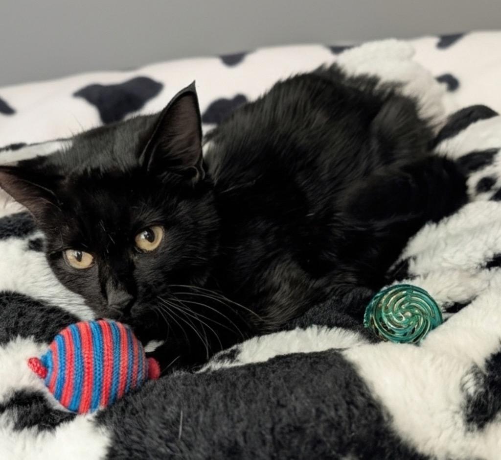 Binx-Smaller 9mo Old Kitten, Adoptable, Young Male Domestic Short Hair.