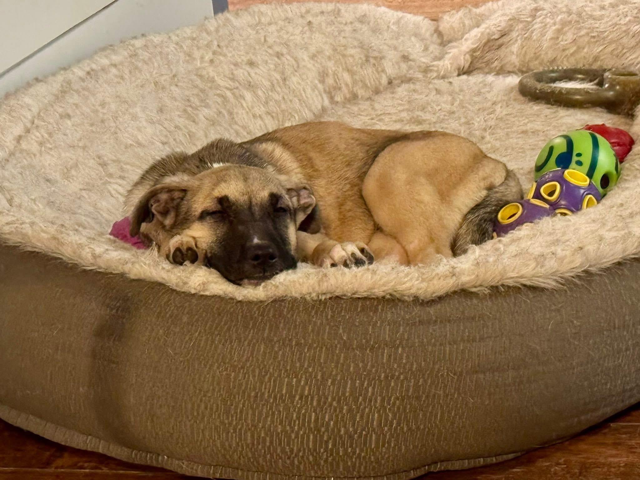 Briar, ADOPTABLE, Puppy Female Mixed Breed.