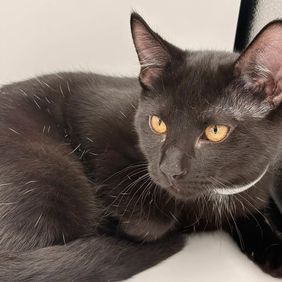Willie, an adopted mixed breed in Springfield, MO image 1/3