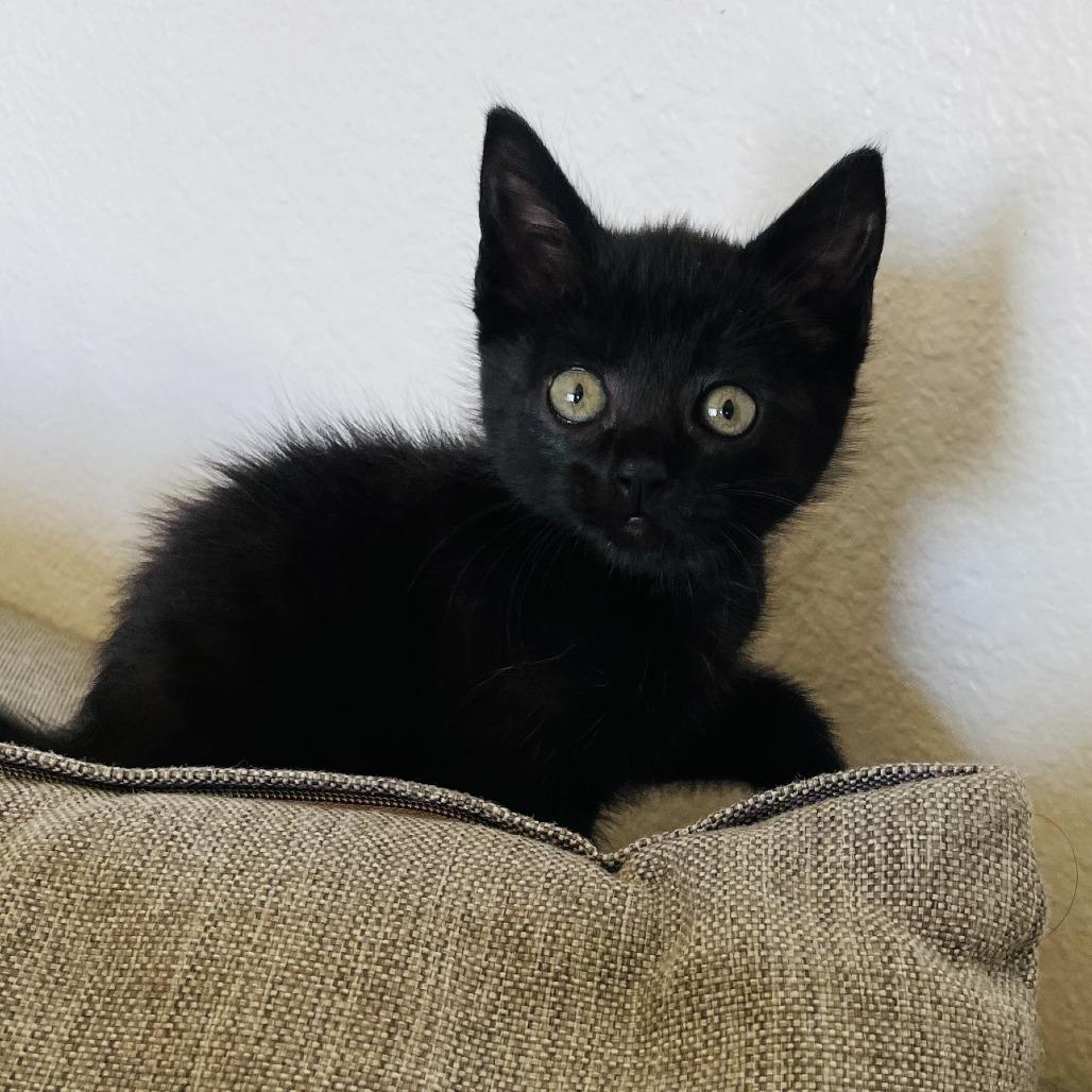 Enlarge Ink, a Adoptable Domestic Short Hair in Pleasanton, CA image 1/5