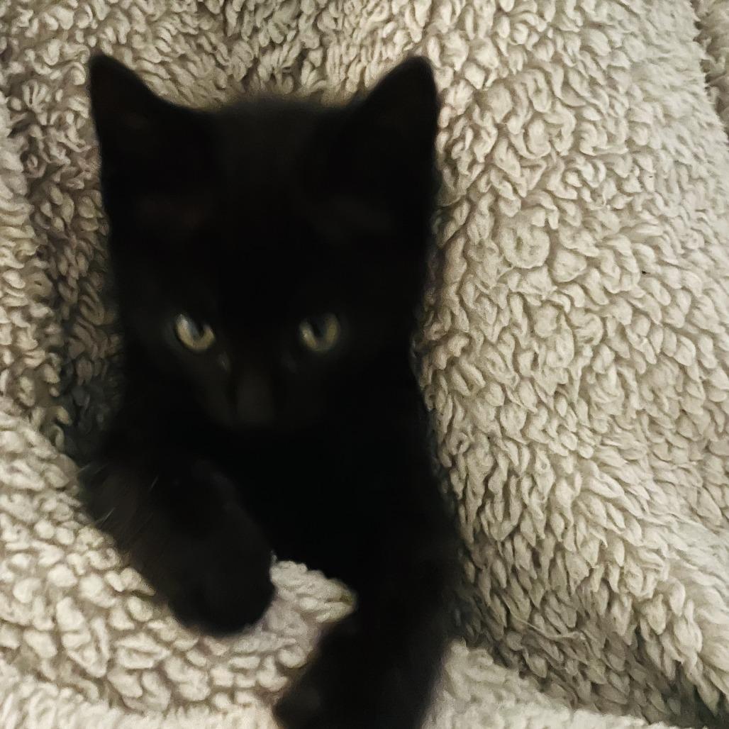 Enlarge Ink, a Adoptable Domestic Short Hair in Pleasanton, CA image 2/5