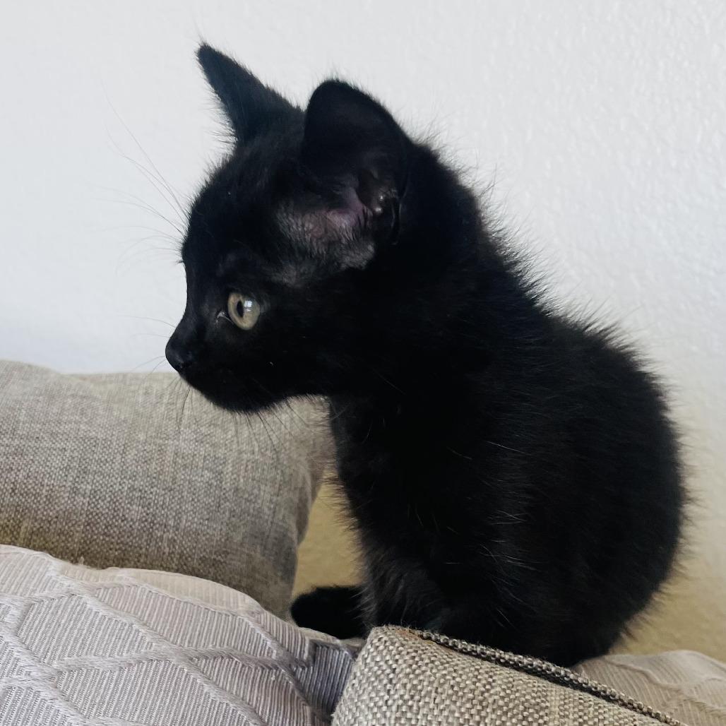 Enlarge Ink, a Adoptable Domestic Short Hair in Pleasanton, CA image 3/5