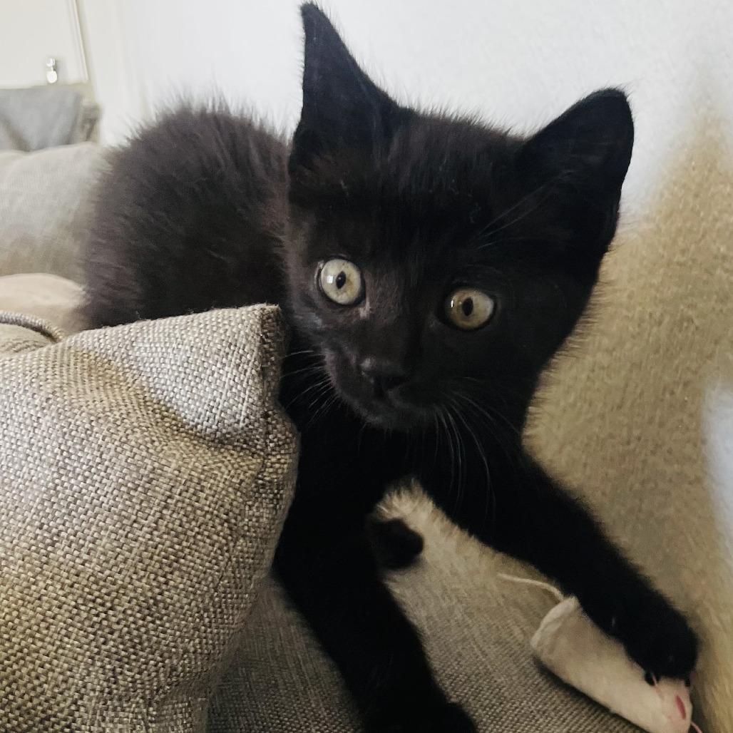 Enlarge Ink, a Adoptable Domestic Short Hair in Pleasanton, CA image 4/5