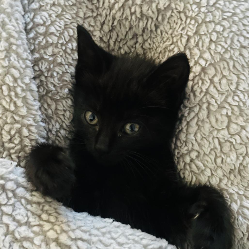 Enlarge Ink, a Adoptable Domestic Short Hair in Pleasanton, CA image 5/5
