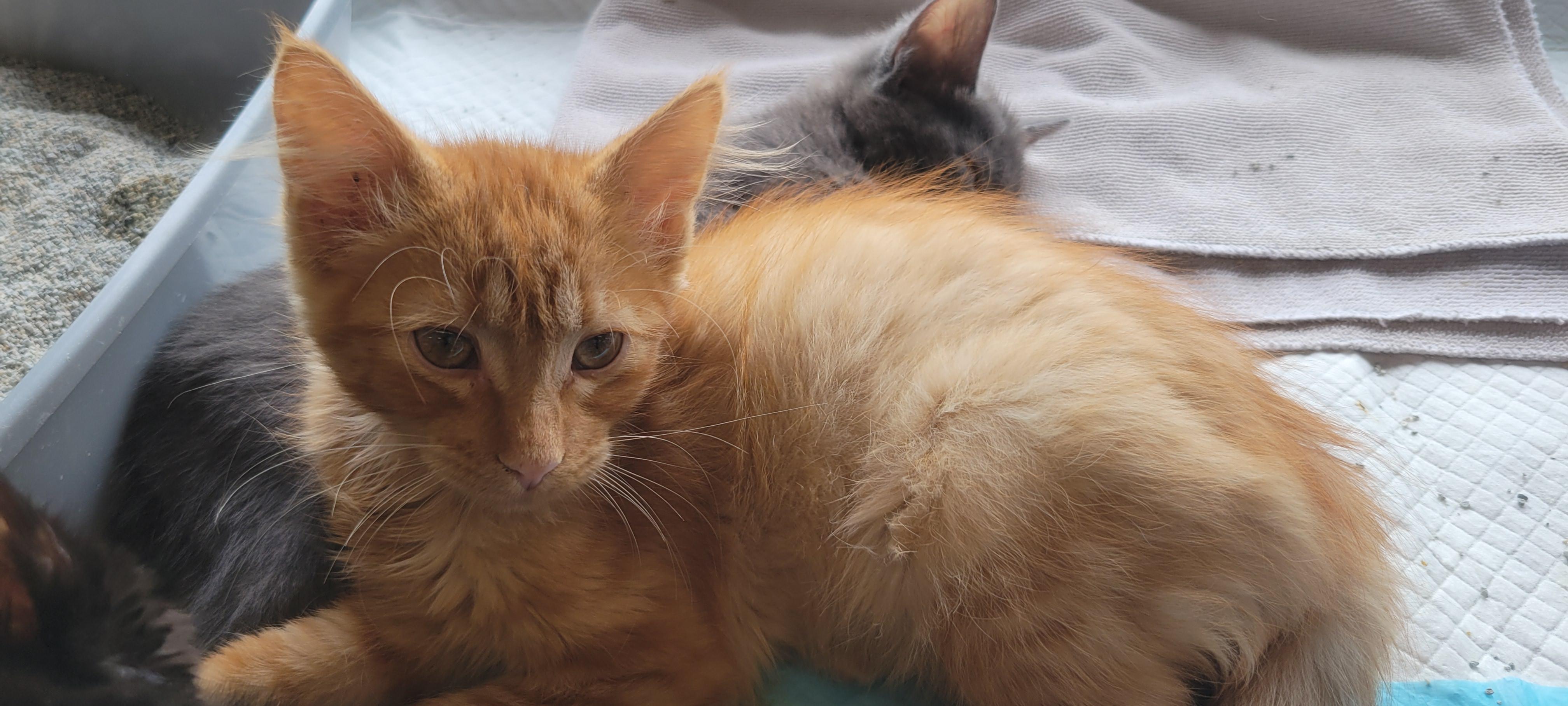 Timmy, ADOPTABLE, Kitten Male Domestic Short Hair.