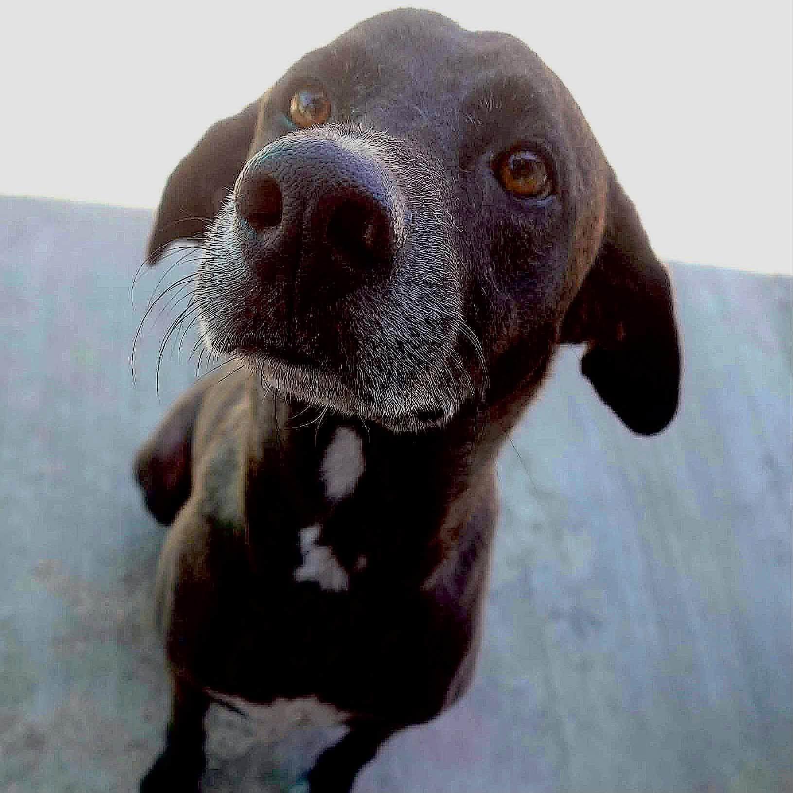 Enlarge Baba, a Adoptable mixed breed in Toronto, ON image 5/6