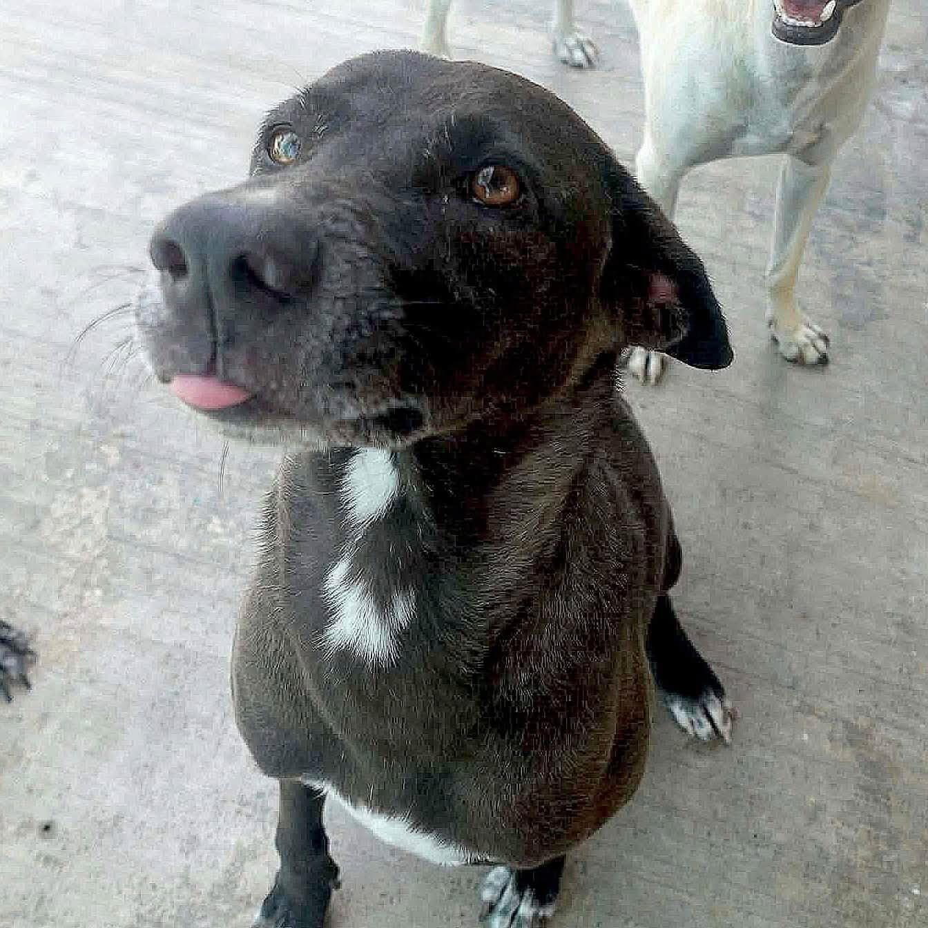 Enlarge Baba, a Adoptable mixed breed in Toronto, ON image 3/6