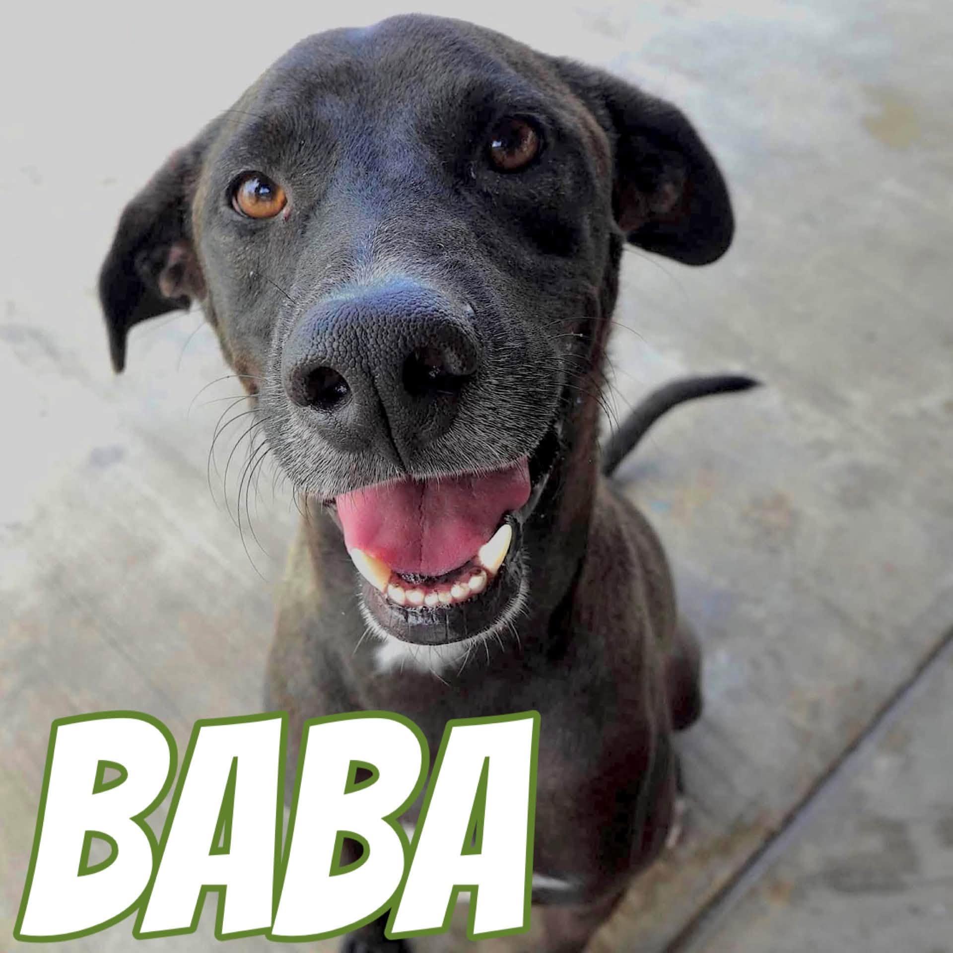Enlarge Baba, a Adoptable mixed breed in Toronto, ON image 1/6