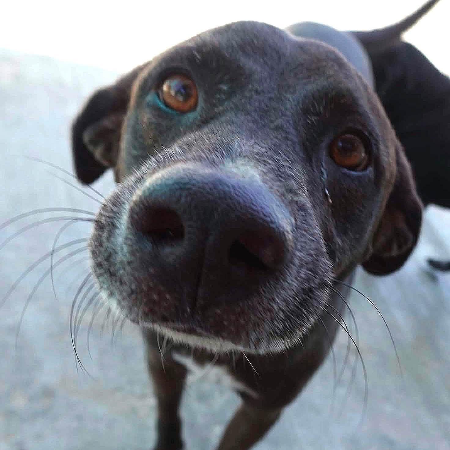 Enlarge Baba, a Adoptable mixed breed in Toronto, ON image 2/6