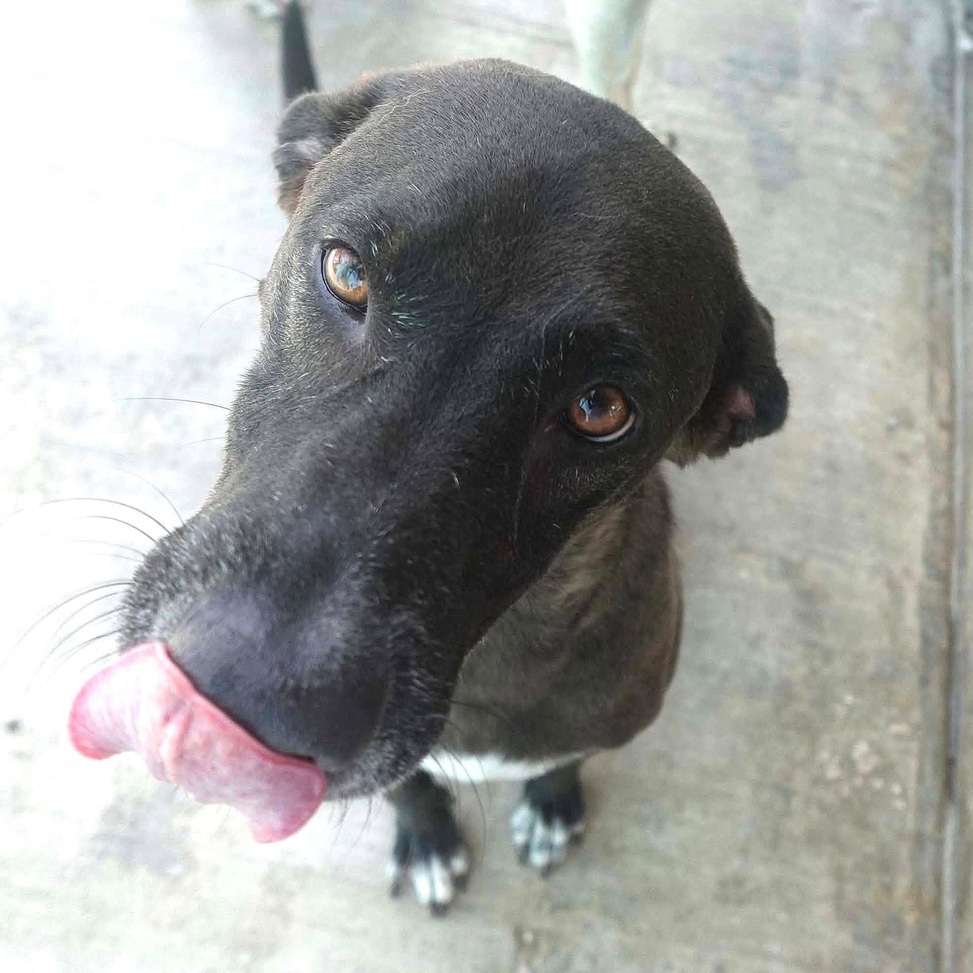 Enlarge Baba, a Adoptable mixed breed in Toronto, ON image 6/6