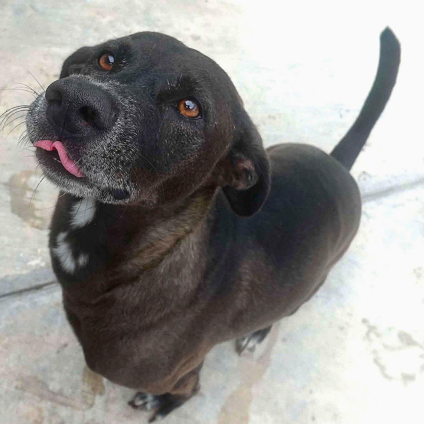 Enlarge Baba, a Adoptable mixed breed in Toronto, ON image 4/6