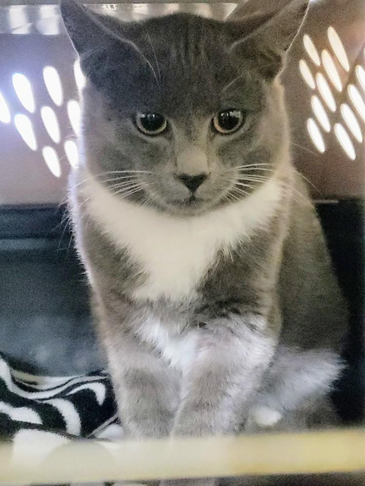 Enlarge 5128 Blinkum, a Adoptable Domestic Short Hair in Hartwell, GA image 1/1