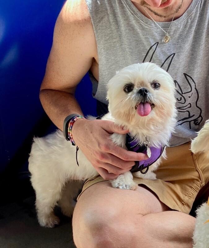 Sunshine, Adoptable, Young Female Shih Tzu.