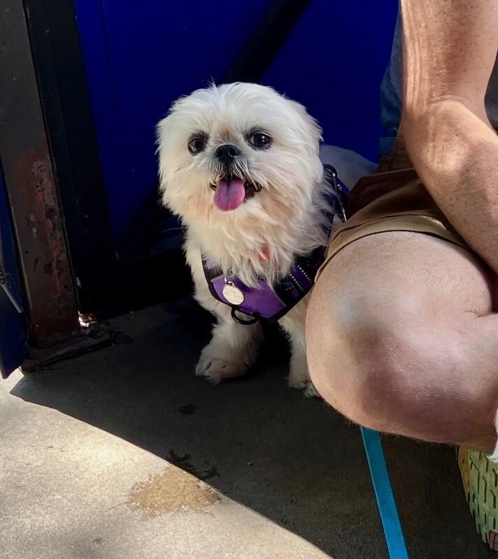 Sunshine, a Adoptable Shih Tzu in Boulder, CO image 2/5