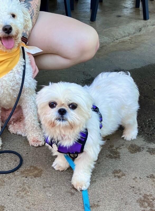 Sunshine, a Adoptable Shih Tzu in Boulder, CO image 3/5