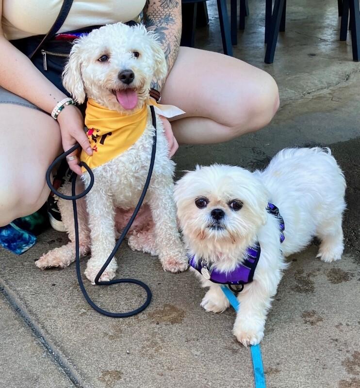Sunshine, a Adoptable Shih Tzu in Boulder, CO image 4/5