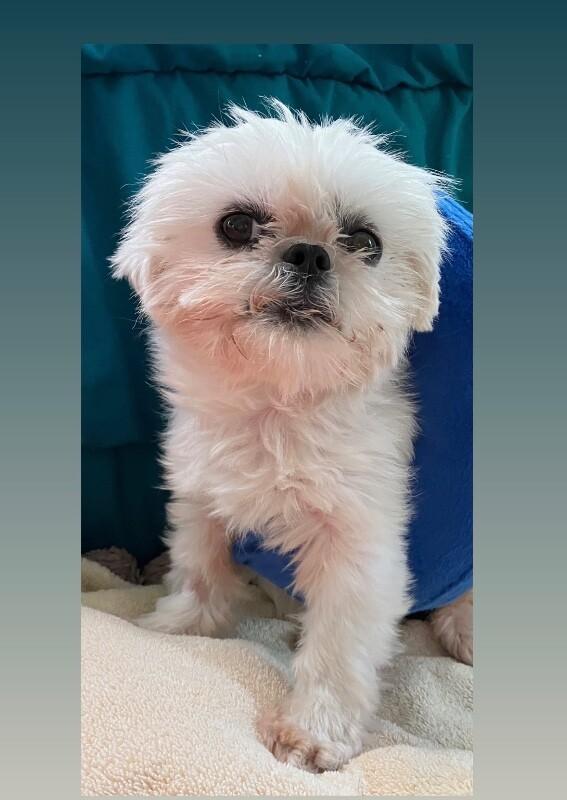 Sunshine, a Adoptable Shih Tzu in Boulder, CO image 5/5
