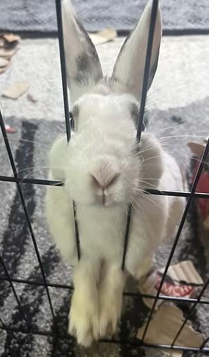 Enlarge Pepper, a Adopted mixed breed in Utica, NY image 2/3