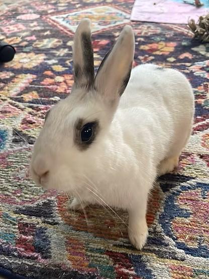 Pets for adoption from THE Rabbit Resource | Petfinder