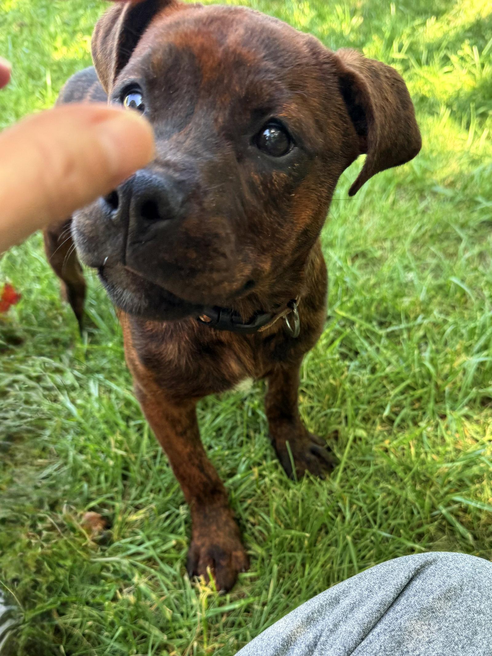 Bonita, Adoptable, Puppy Female Pit Bull Terrier.