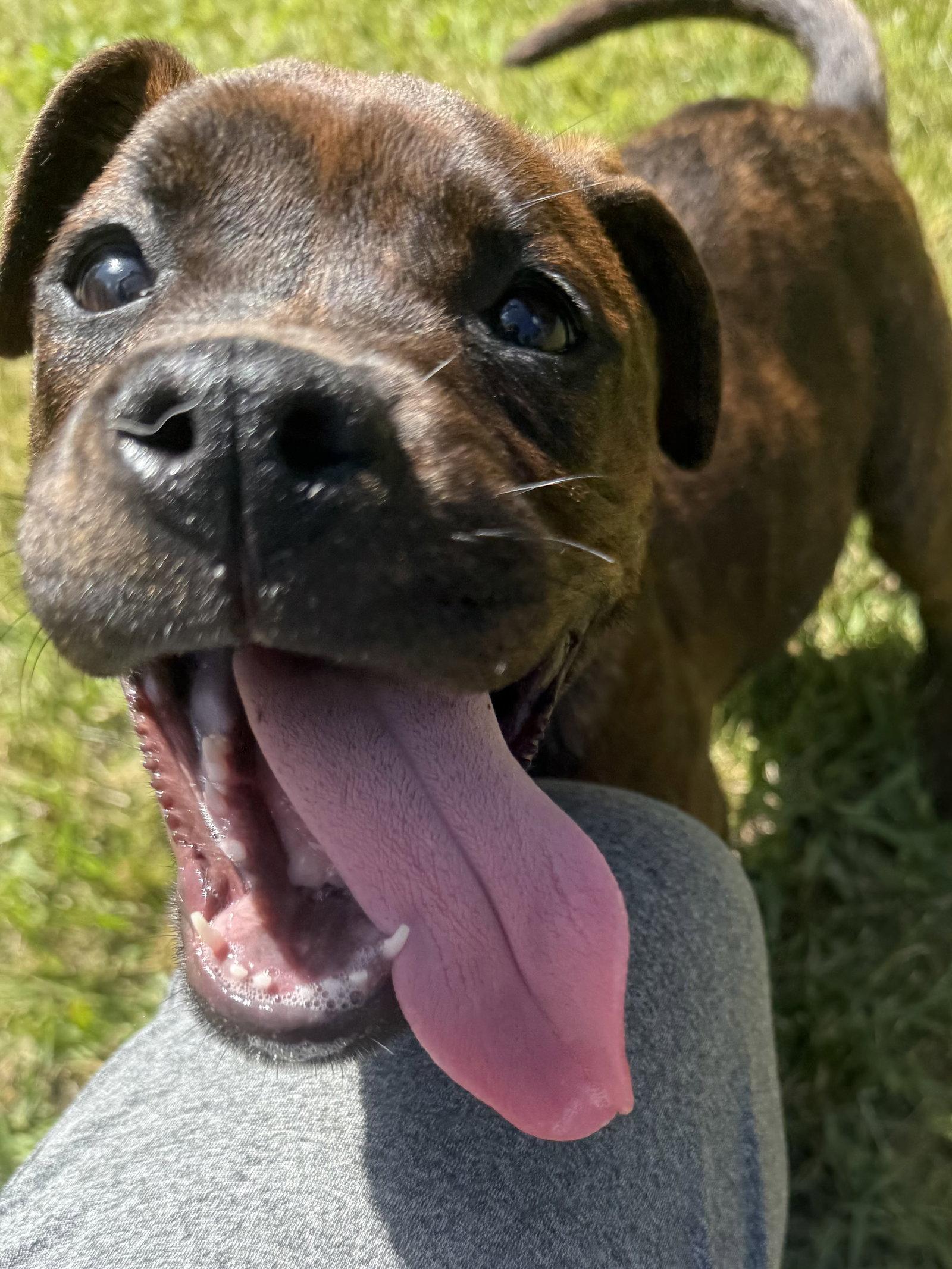 Enlarge Bonita, a Adoptable Pit Bull Terrier in Mooresville, NC image 2/3