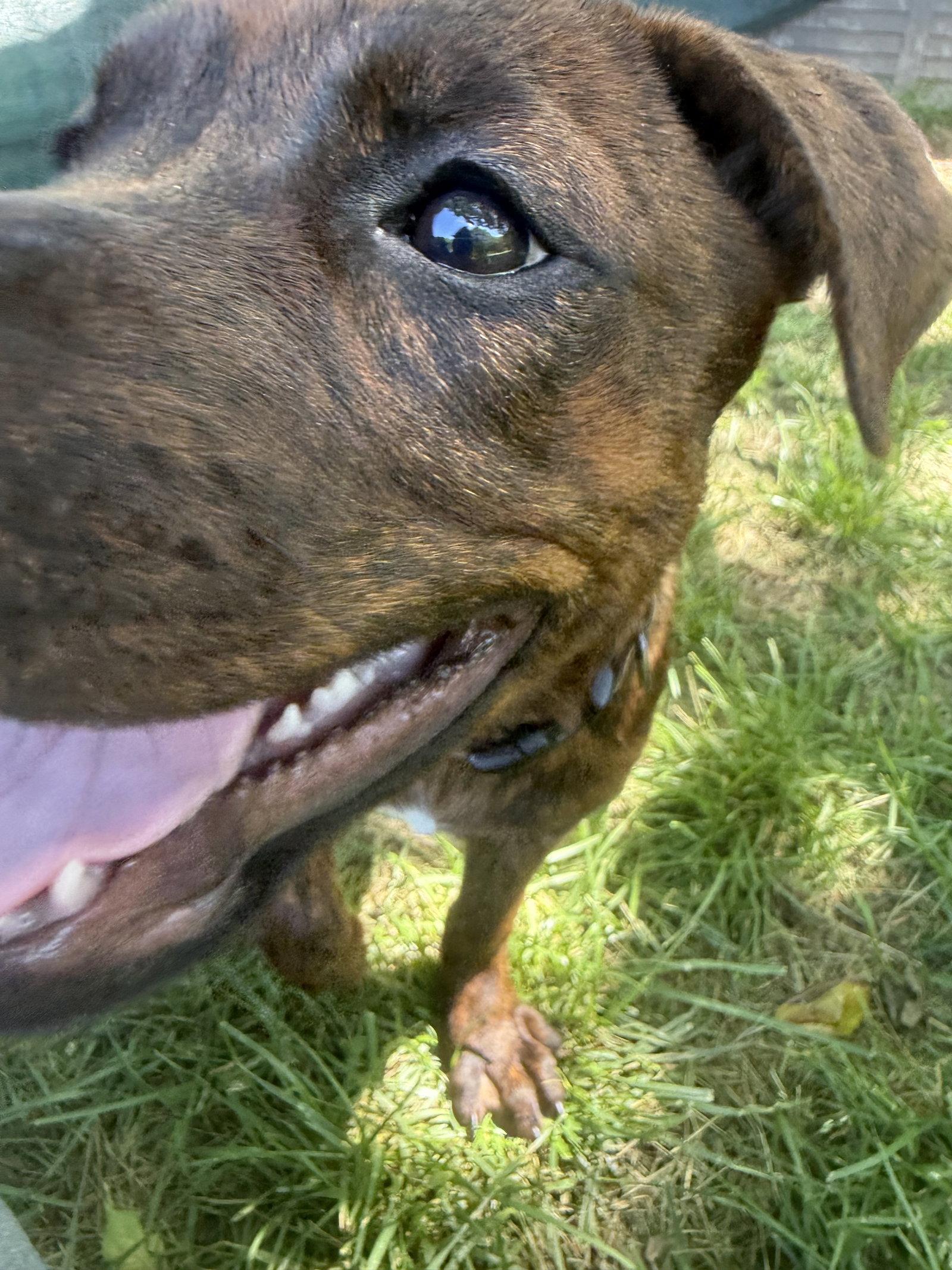 Enlarge Bonita, a Adoptable Pit Bull Terrier in Mooresville, NC image 3/3