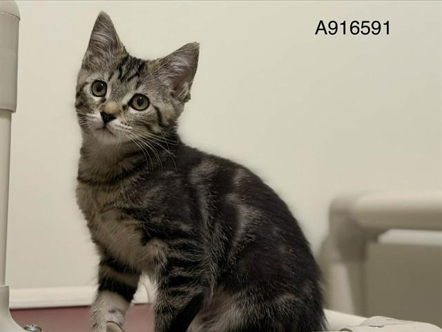 Enlarge SAVANNAH, a Adoptable Domestic Short Hair in Sacramento, CA image 1/1
