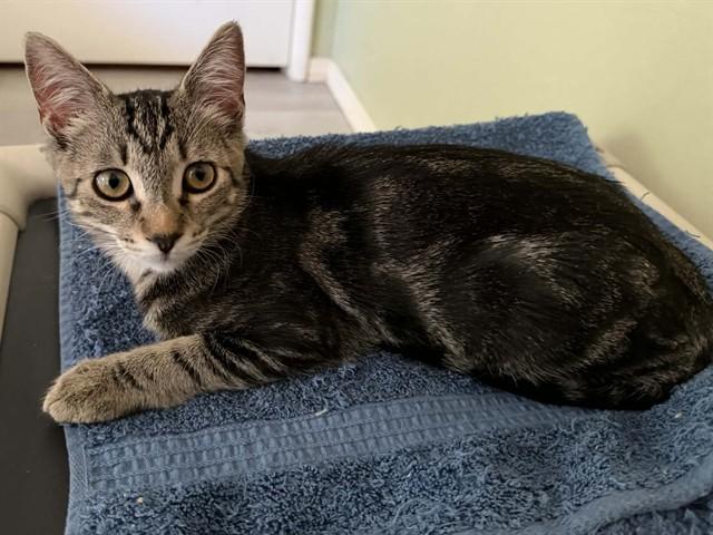 Enlarge SAVANNAH, a Adoptable Domestic Short Hair in Sacramento, CA image 1/1