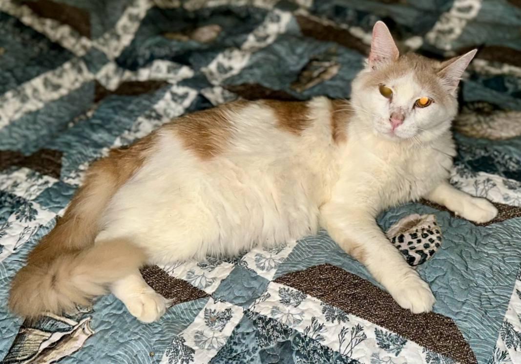 Ron Perlman, Adoptable, Adult Male Tabby.