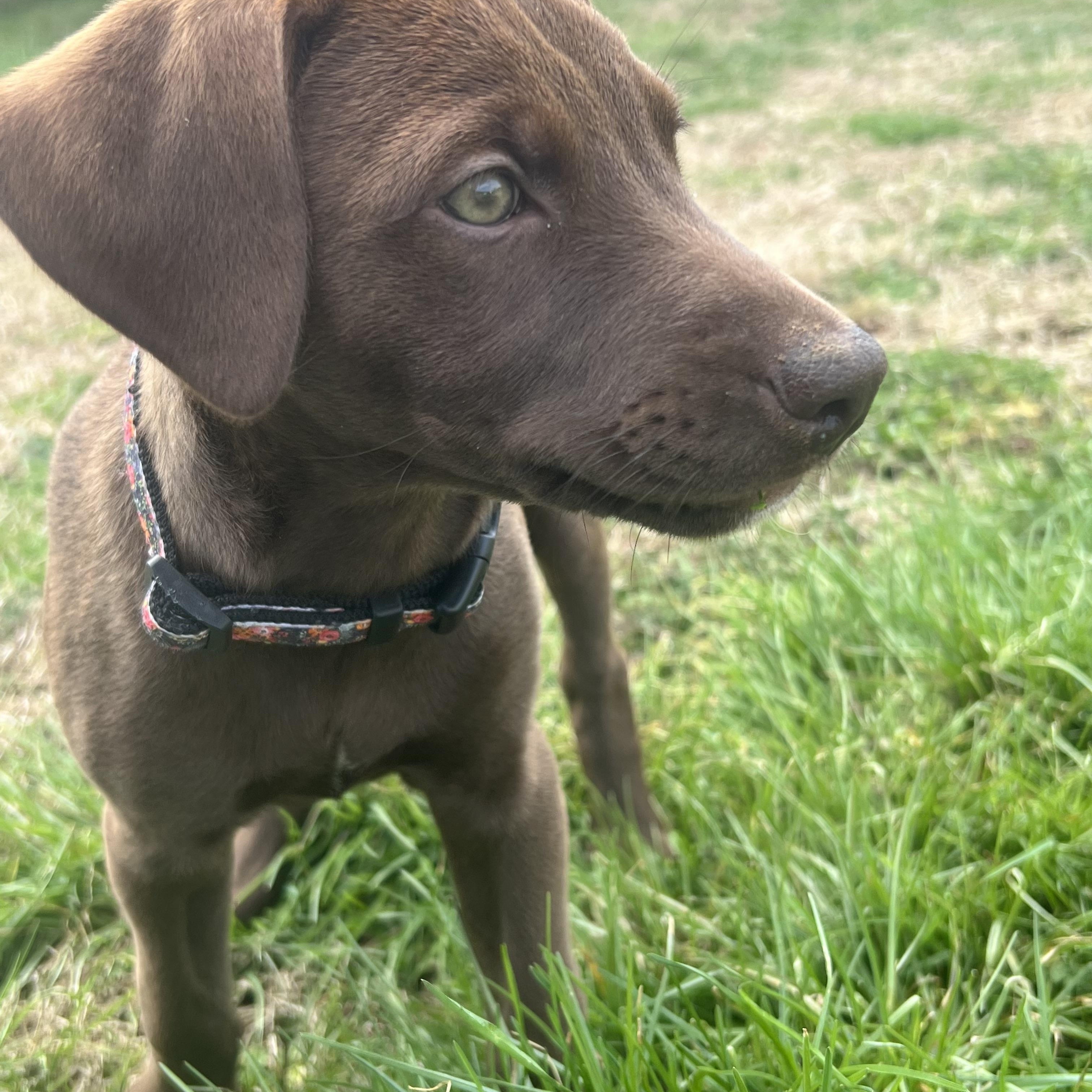 Prairie , adopted, Puppy Female Chocolate Labrador Retriever & Shepherd.
