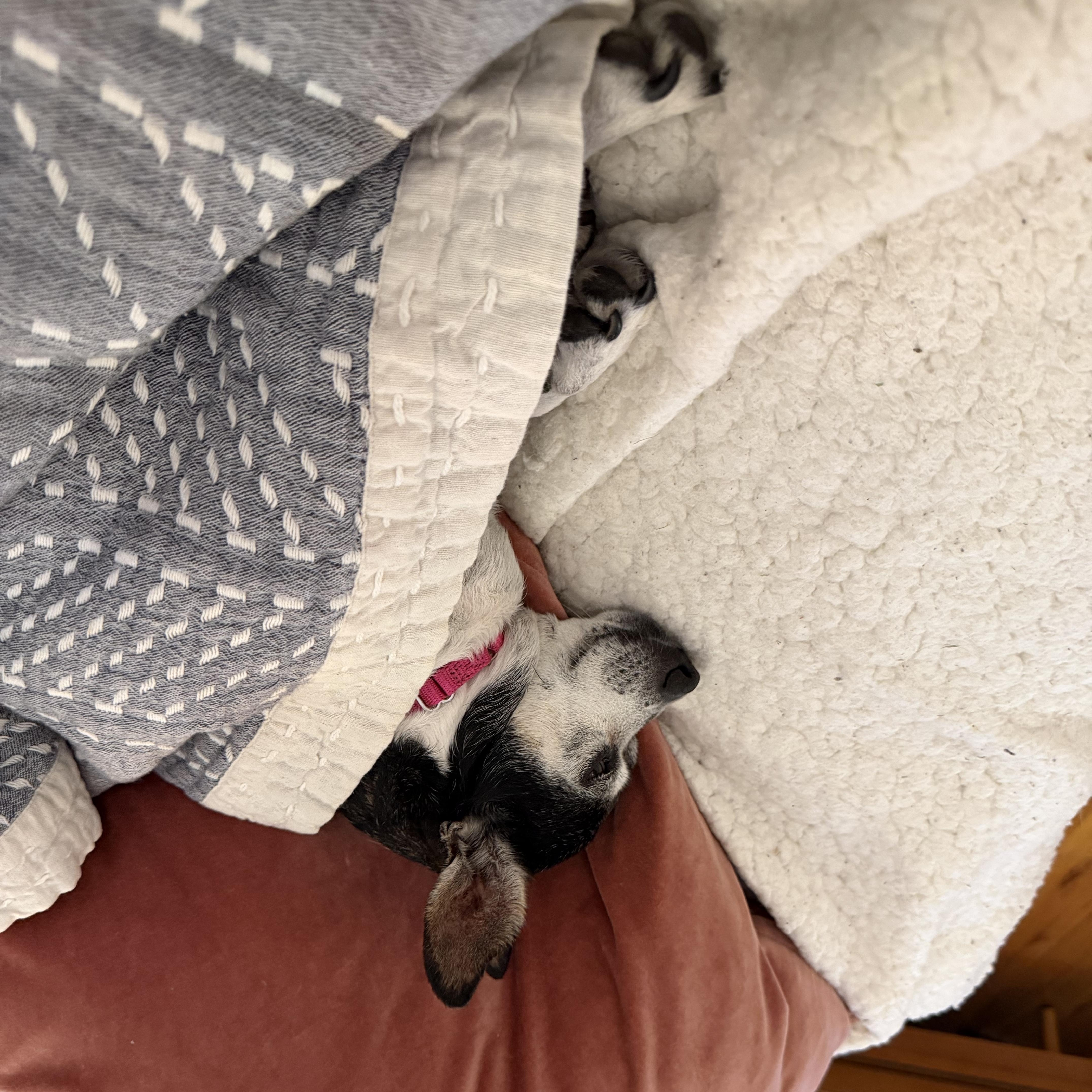 Enlarge Jameson, a Adoptable Chihuahua in Brooklyn, NY image 6/6