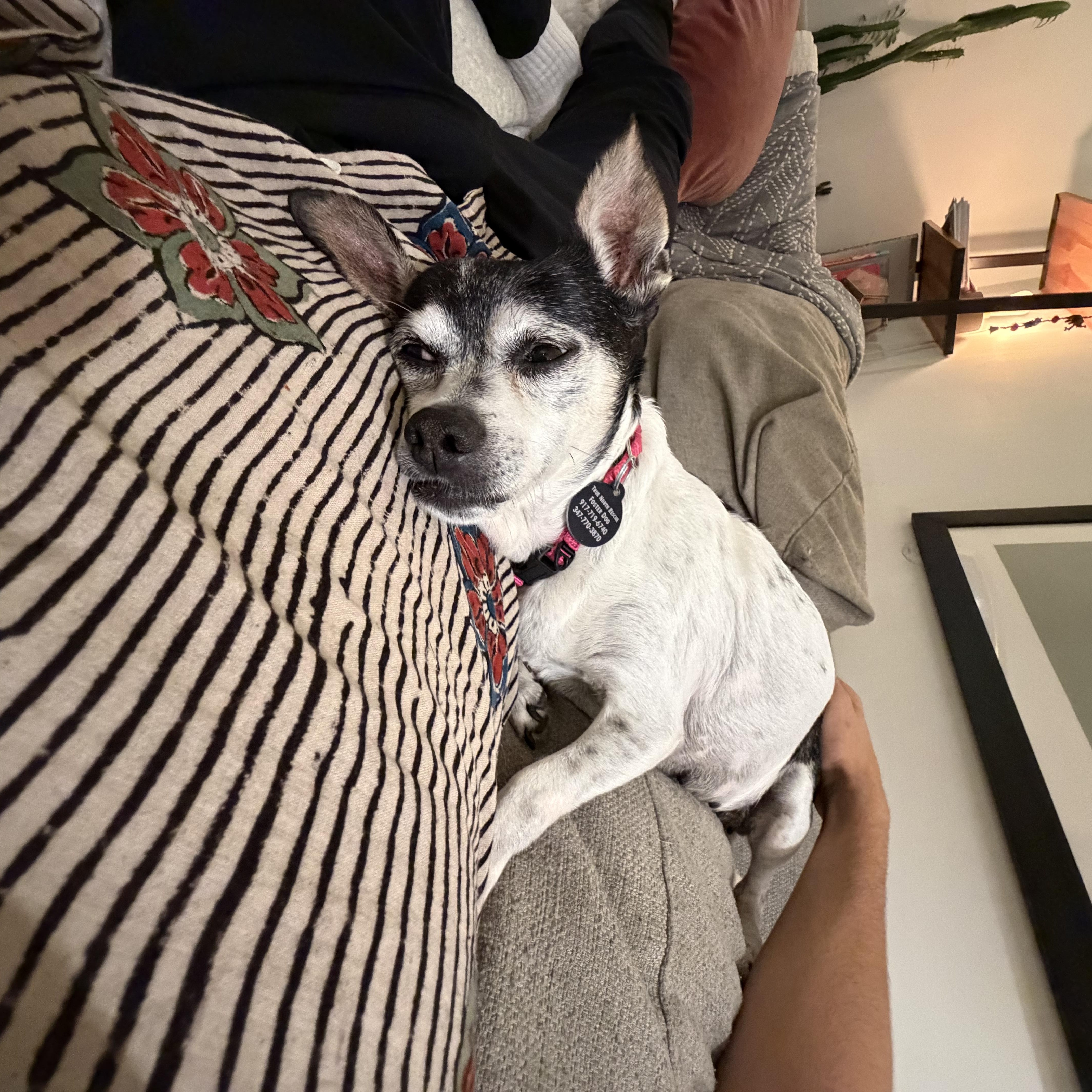 Enlarge Jameson, a Adoptable Chihuahua in Brooklyn, NY image 2/6