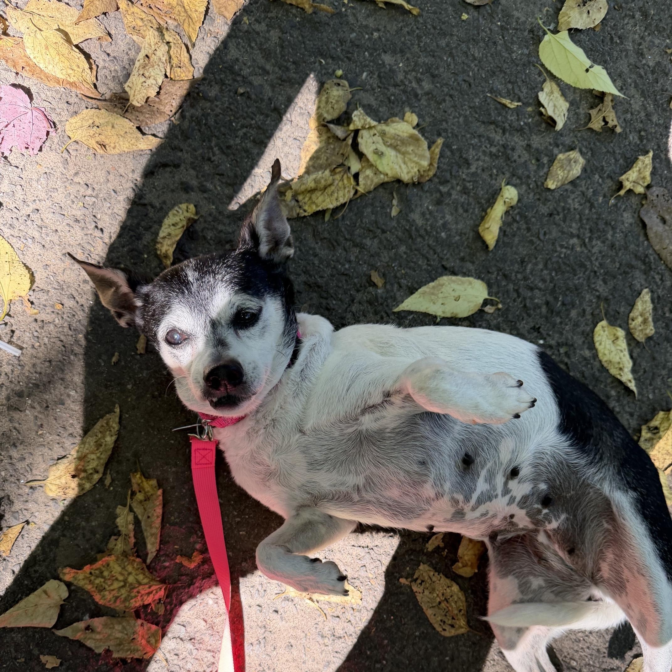 Enlarge Jameson, a Adoptable Chihuahua in Brooklyn, NY image 4/6
