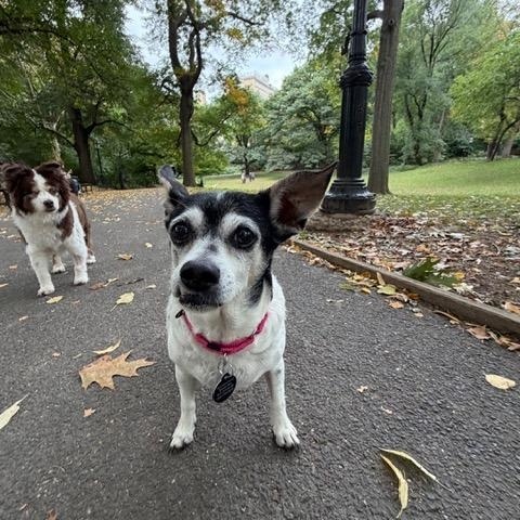 Enlarge Jameson, a Adoptable Chihuahua in Brooklyn, NY image 1/6