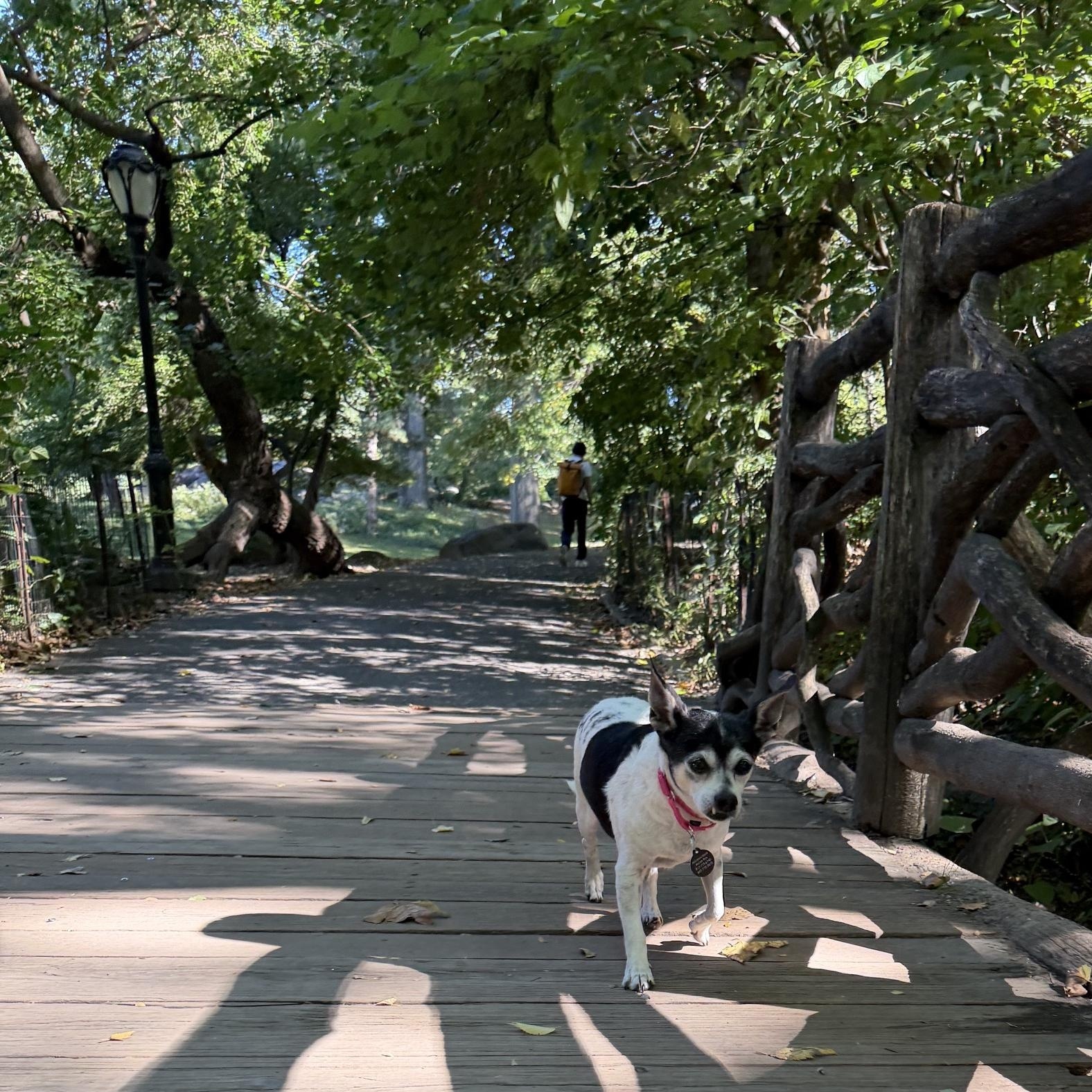 Enlarge Jameson, a Adoptable Chihuahua in Brooklyn, NY image 3/6