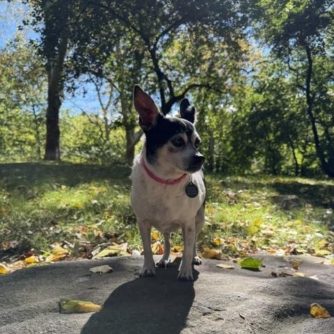 Enlarge Jameson, a Adoptable Chihuahua in Brooklyn, NY image 5/6