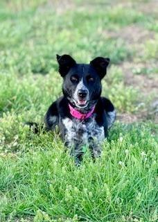 Enlarge Lilo, a ADOPTABLE Border Collie in Winter Haven, FL image 4/4