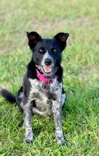 Enlarge Lilo, a ADOPTABLE Border Collie in Winter Haven, FL image 2/4