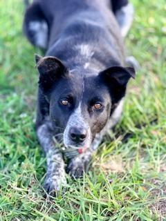 Enlarge Lilo, a ADOPTABLE Border Collie in Winter Haven, FL image 3/4