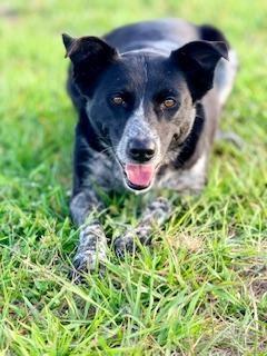 Lilo, ADOPTABLE, Adult Female Border Collie.
