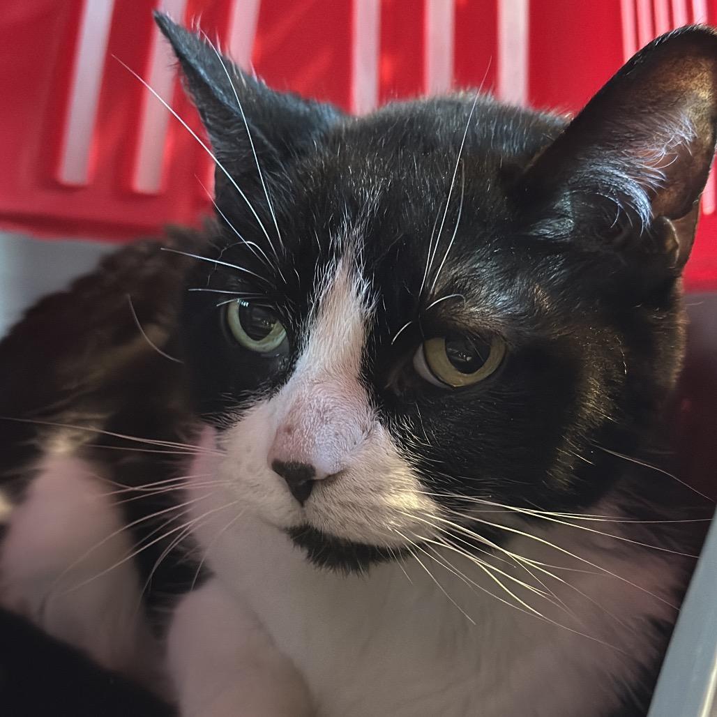 Enlarge Bella, a Adoptable Domestic Short Hair in Matteson, IL image 1/6