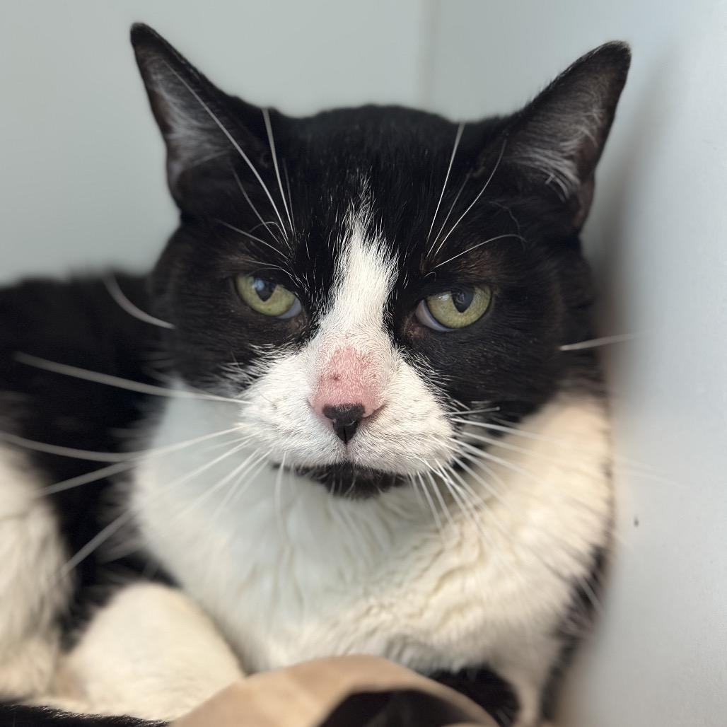 Enlarge Bella, a Adoptable Domestic Short Hair in Matteson, IL image 2/6
