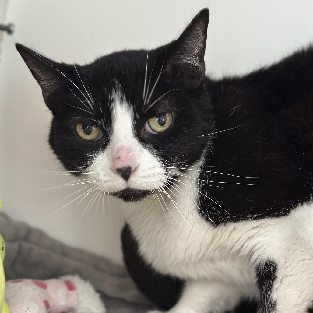 Enlarge Bella, a Adoptable Domestic Short Hair in Matteson, IL image 3/6