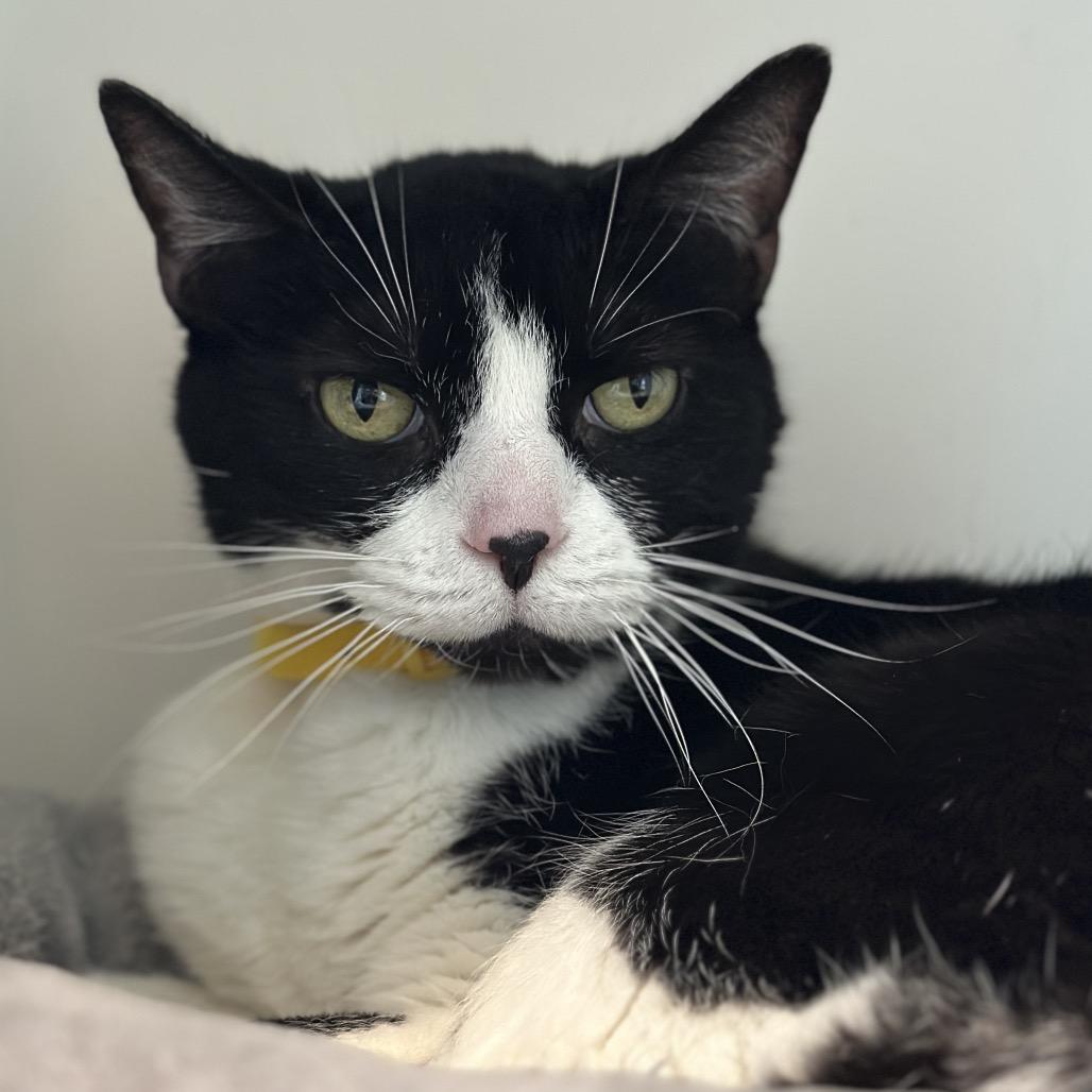 Enlarge Bella, a Adoptable Domestic Short Hair in Matteson, IL image 4/6