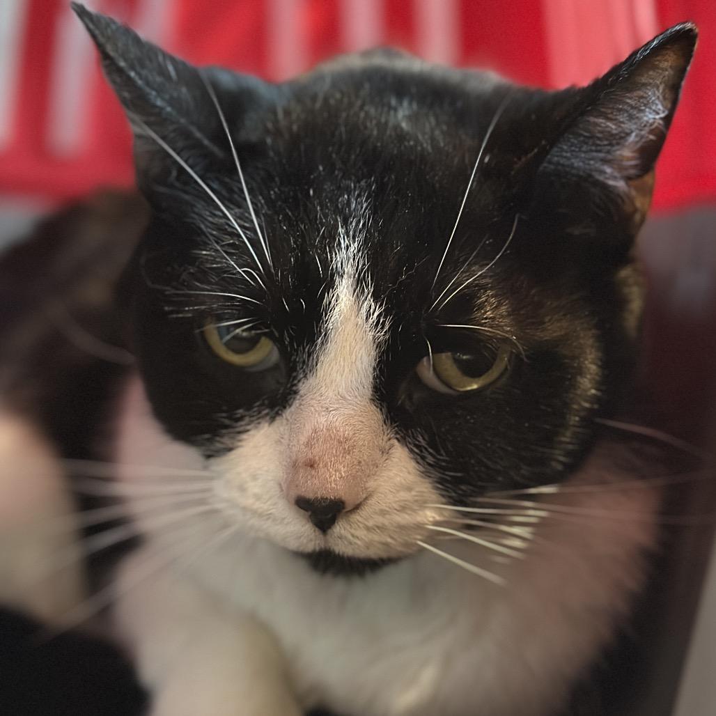 Enlarge Bella, a Adoptable Domestic Short Hair in Matteson, IL image 5/6