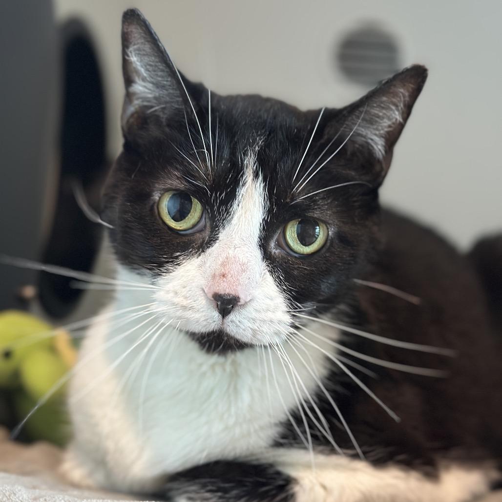 Enlarge Bella, a Adoptable Domestic Short Hair in Matteson, IL image 6/6