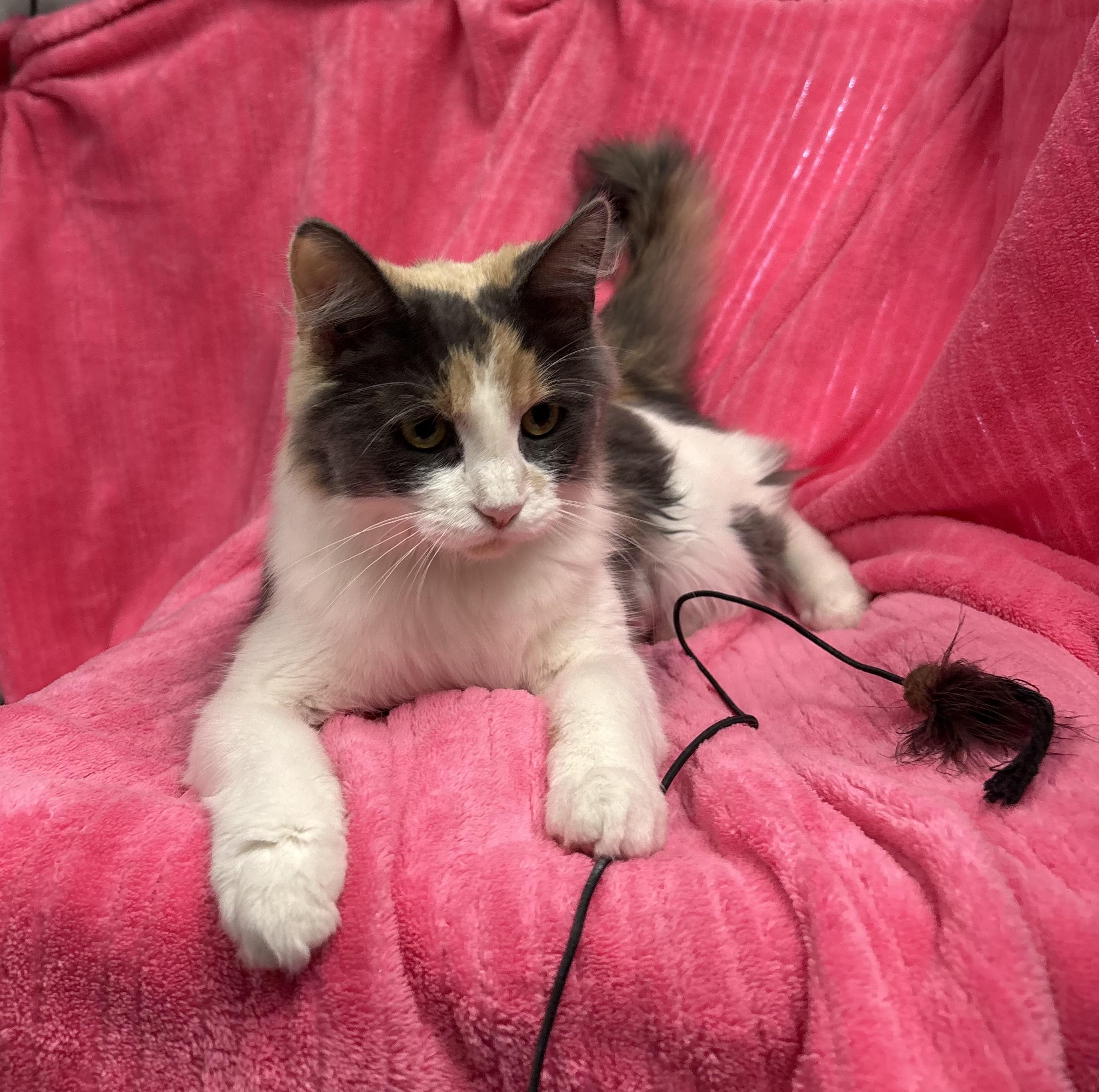 Enlarge Ridge, a Adoptable Domestic Long Hair in Torrington, WY image 2/3