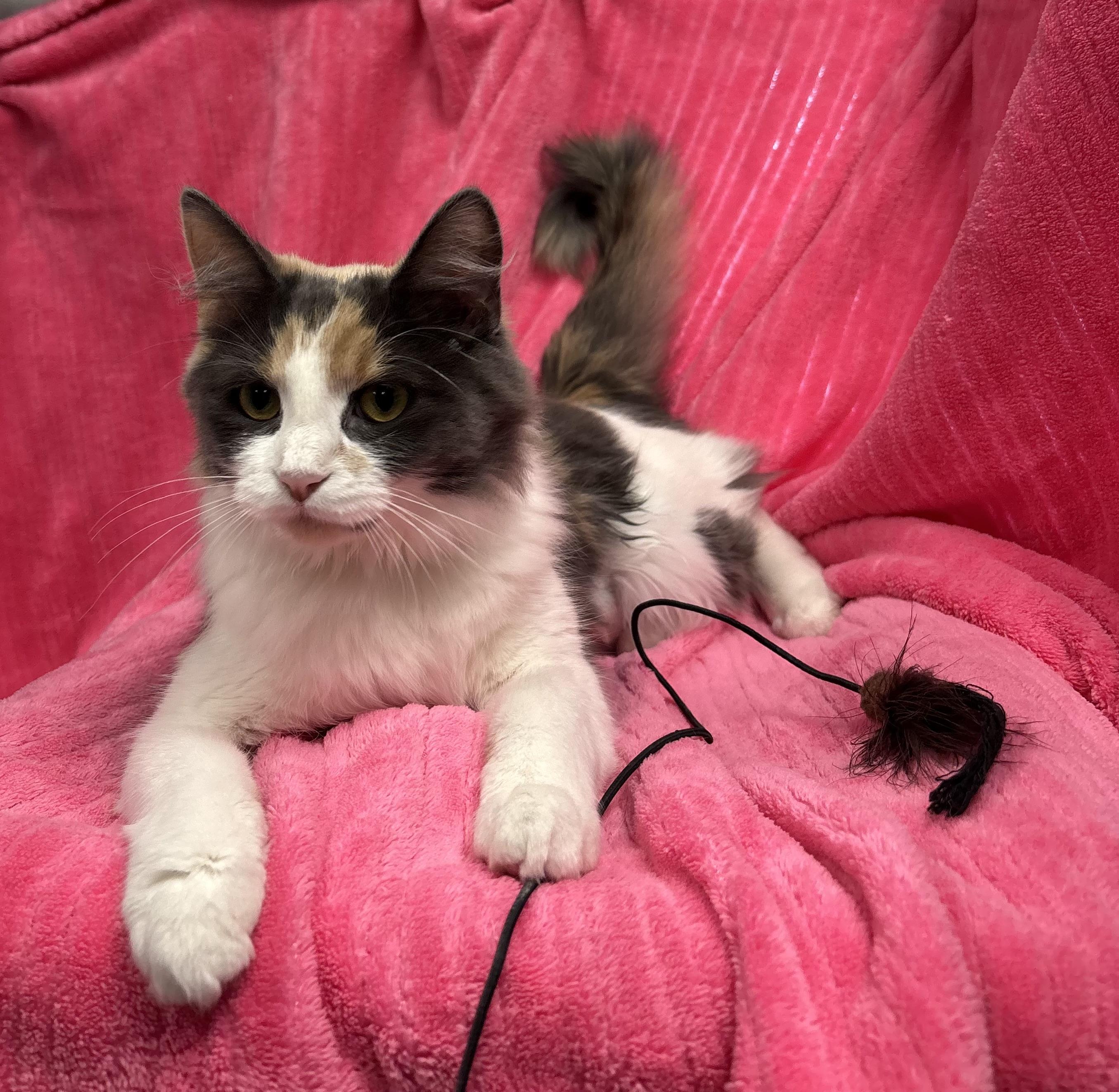 Enlarge Ridge, a Adoptable Domestic Long Hair in Torrington, WY image 3/3